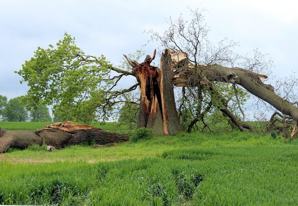 Wexford Storm Damage