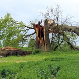 Wexford Storm Damage