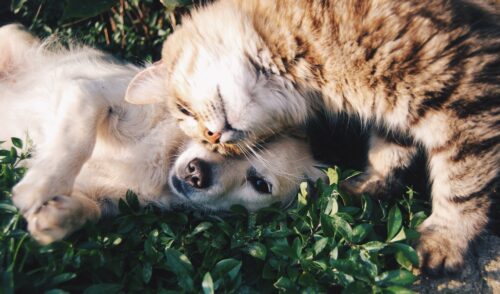 WSPCA Urgently Stress The Importance Of Spaying Your Pets