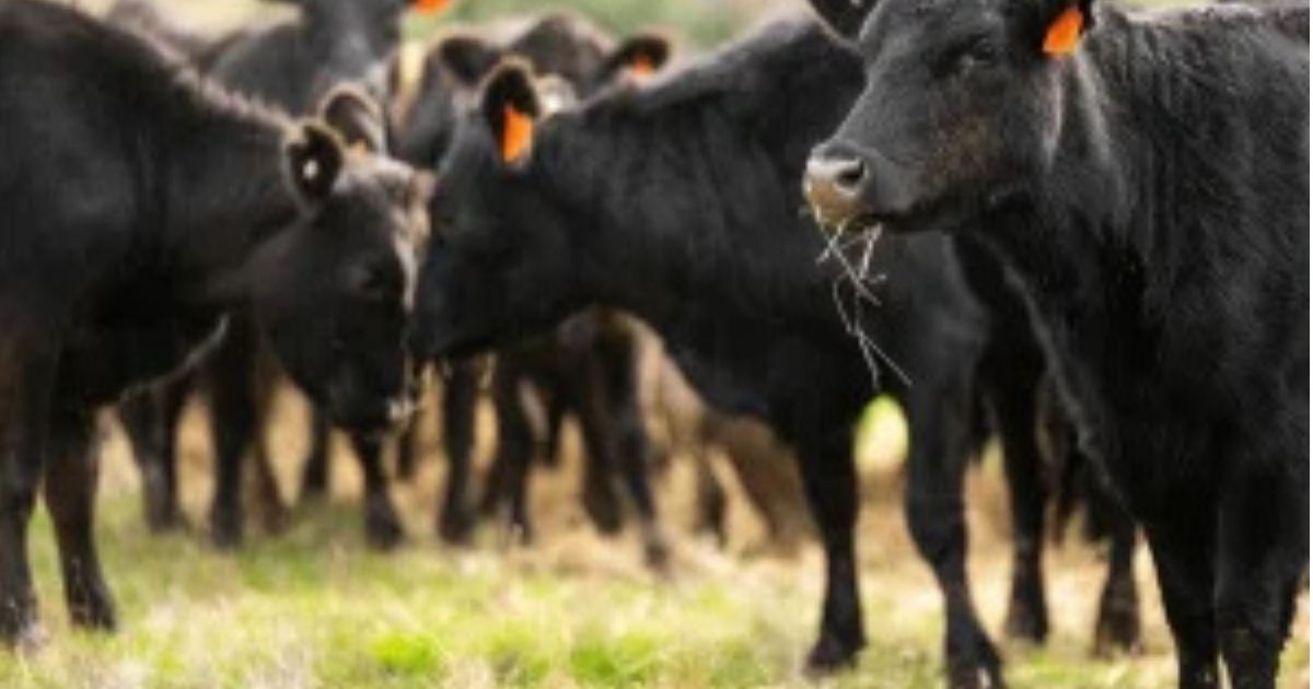 Wexford TDs Accuse Government of “Riding Both Horses” Over Mercosur Trade Deal